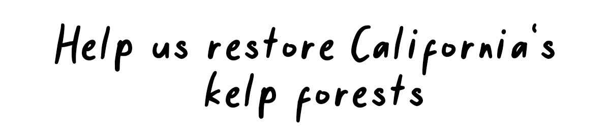 Help us restore California's kelp forests